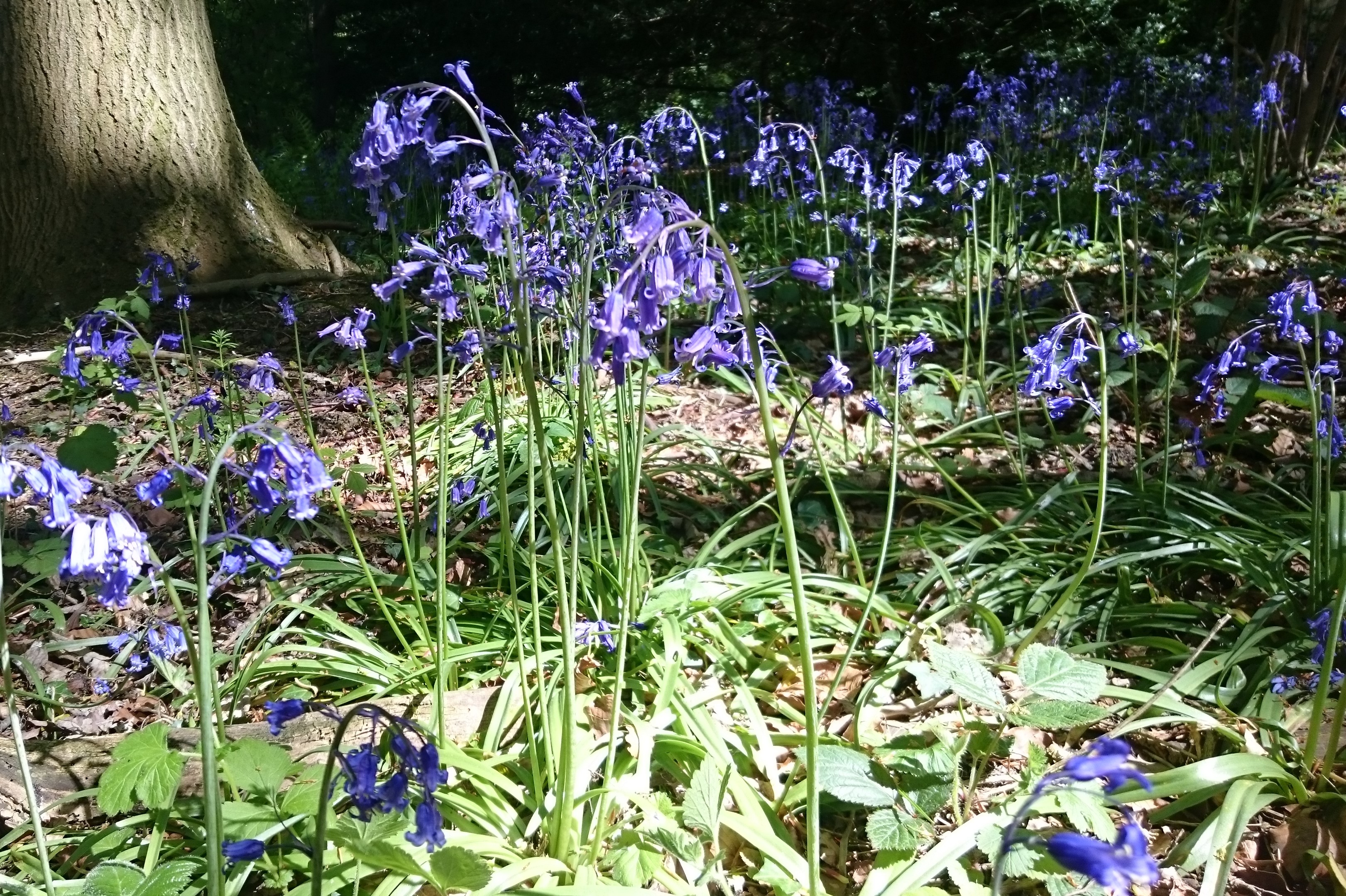 Bluebell plant.JPG