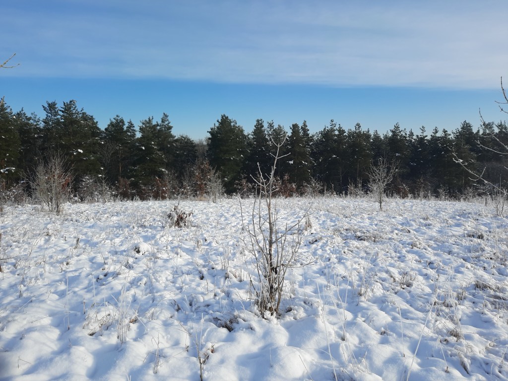 Snowy landscape in County Durham