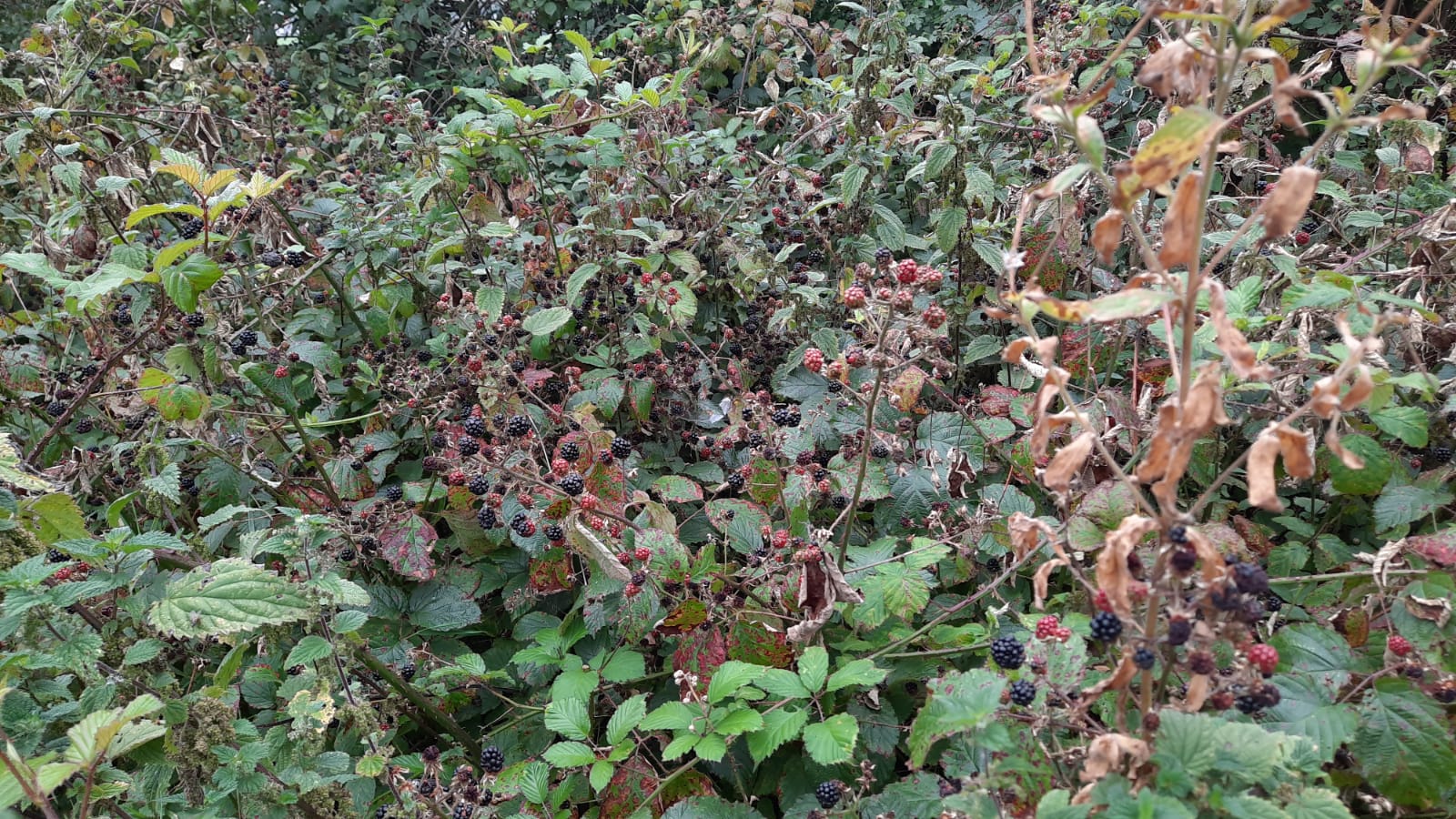 Blackberry bushes
