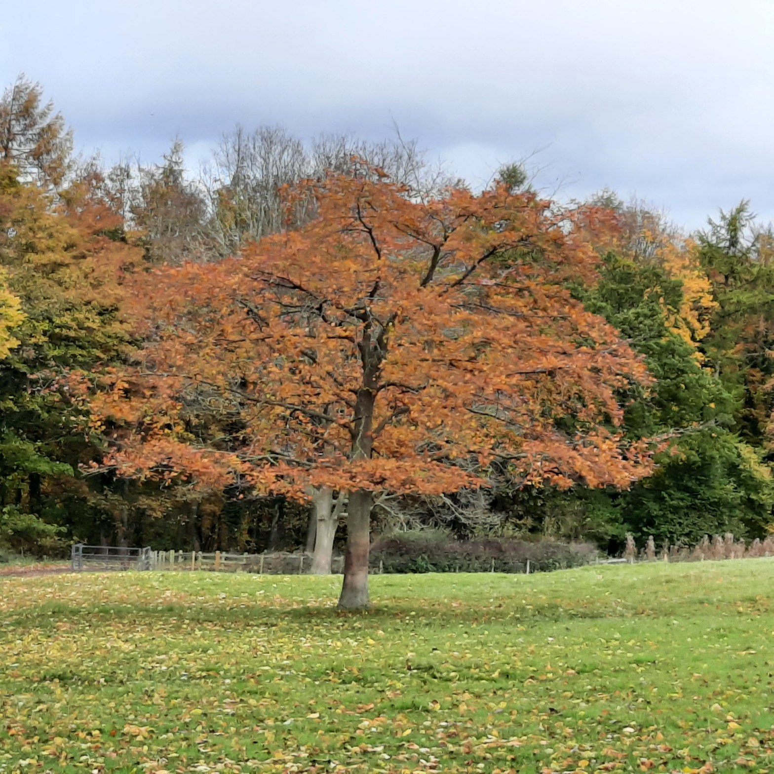 Autumn tree