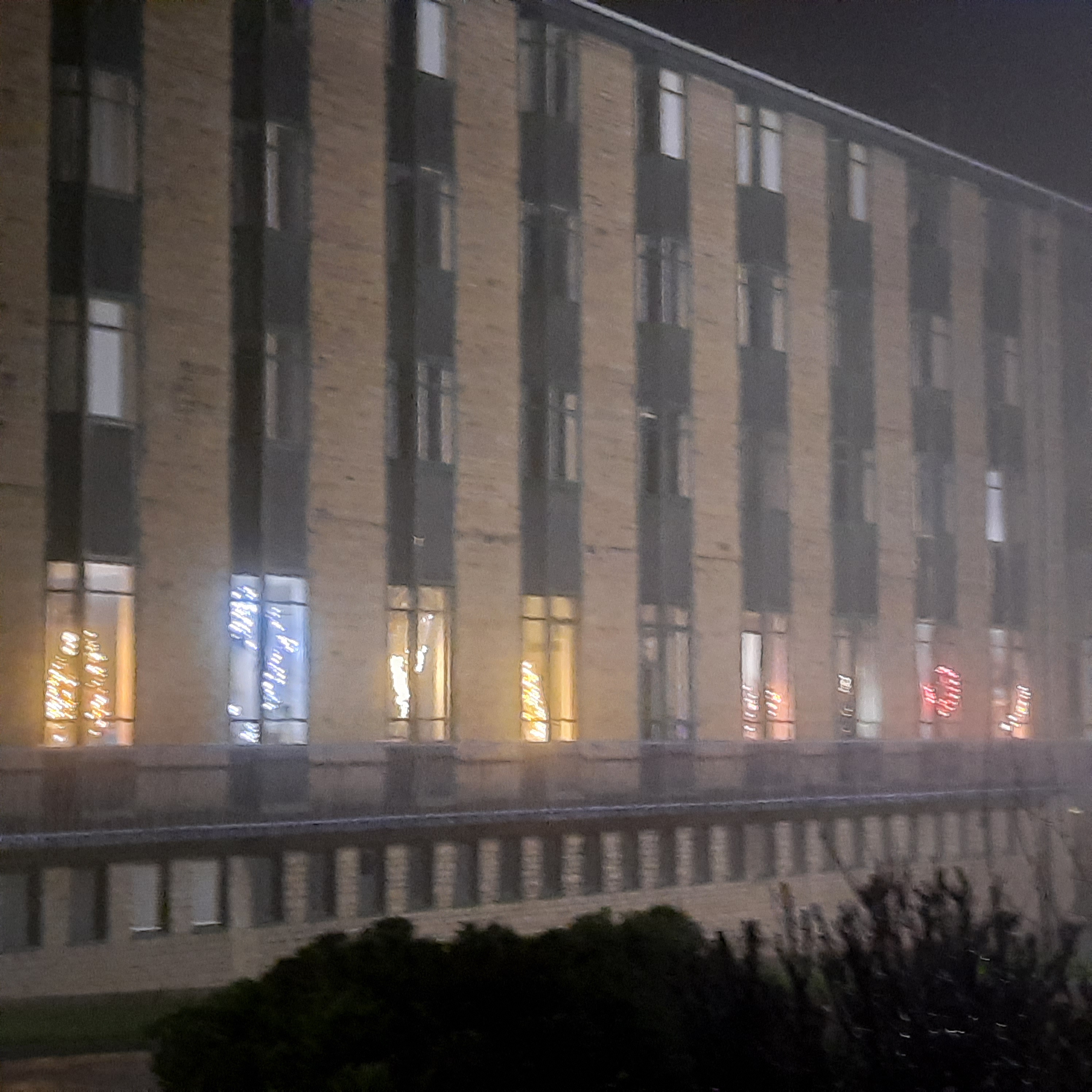 a row of Christmas trees at 'Illuminating Ushaw' 2020