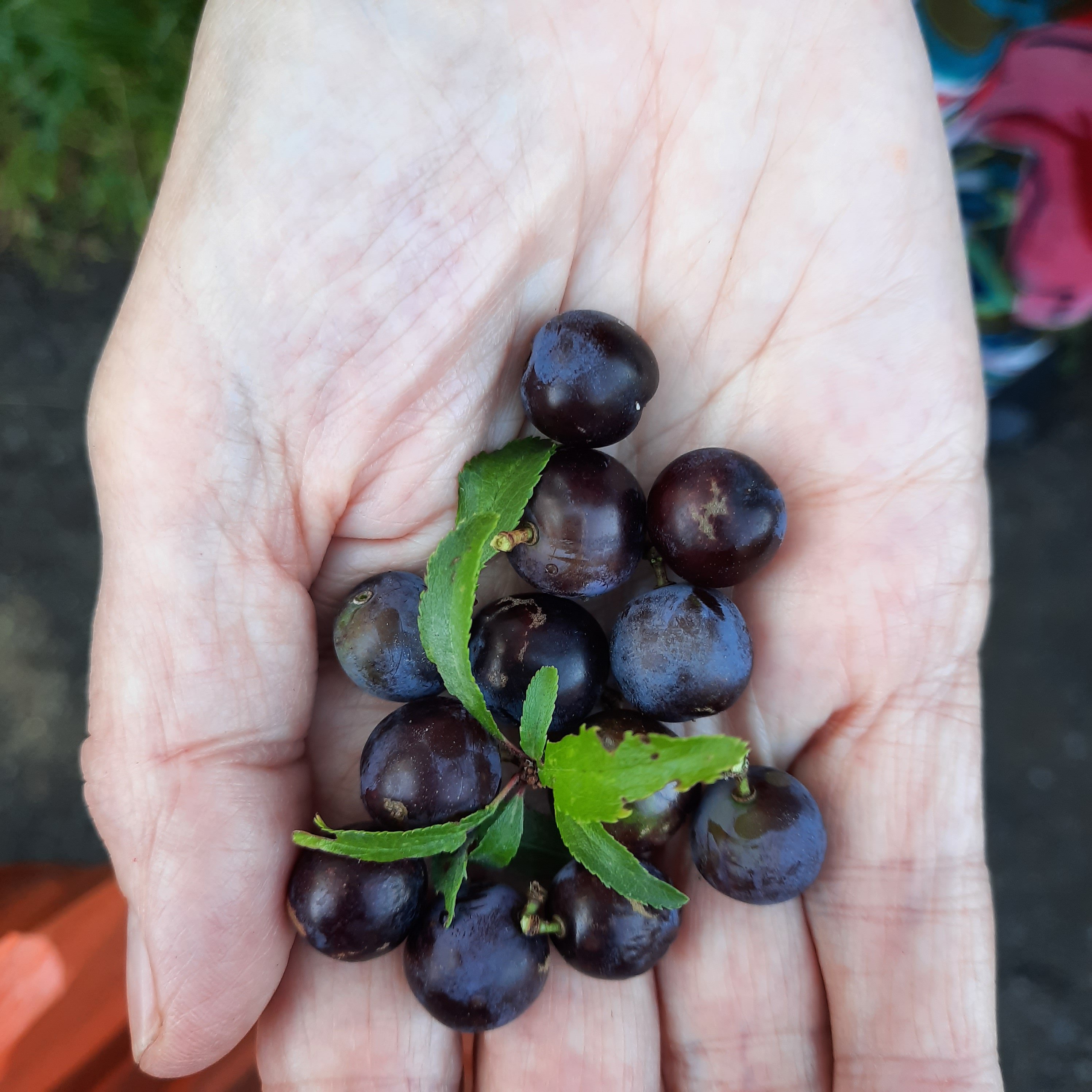a handful of sloes