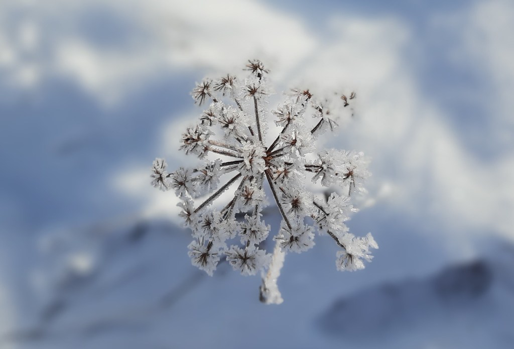 frozen head of cow parsley