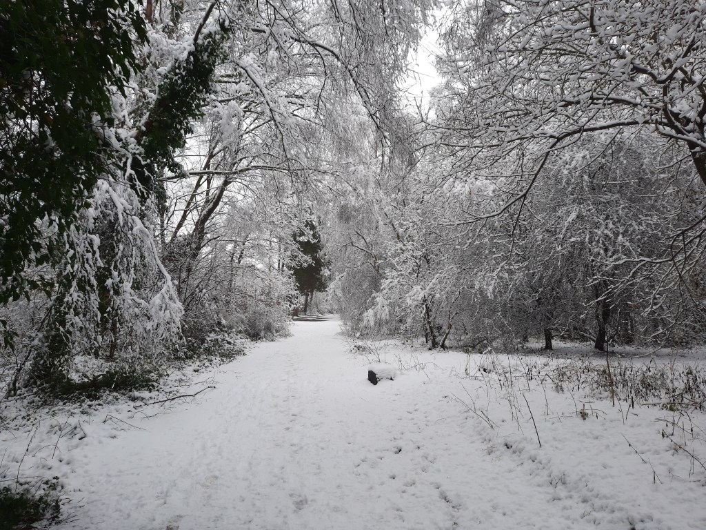 Snowy trees on the 'Lines', the railway paths in Durham