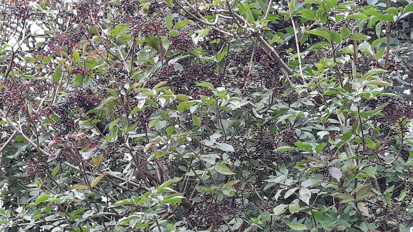 Elderberry bushes