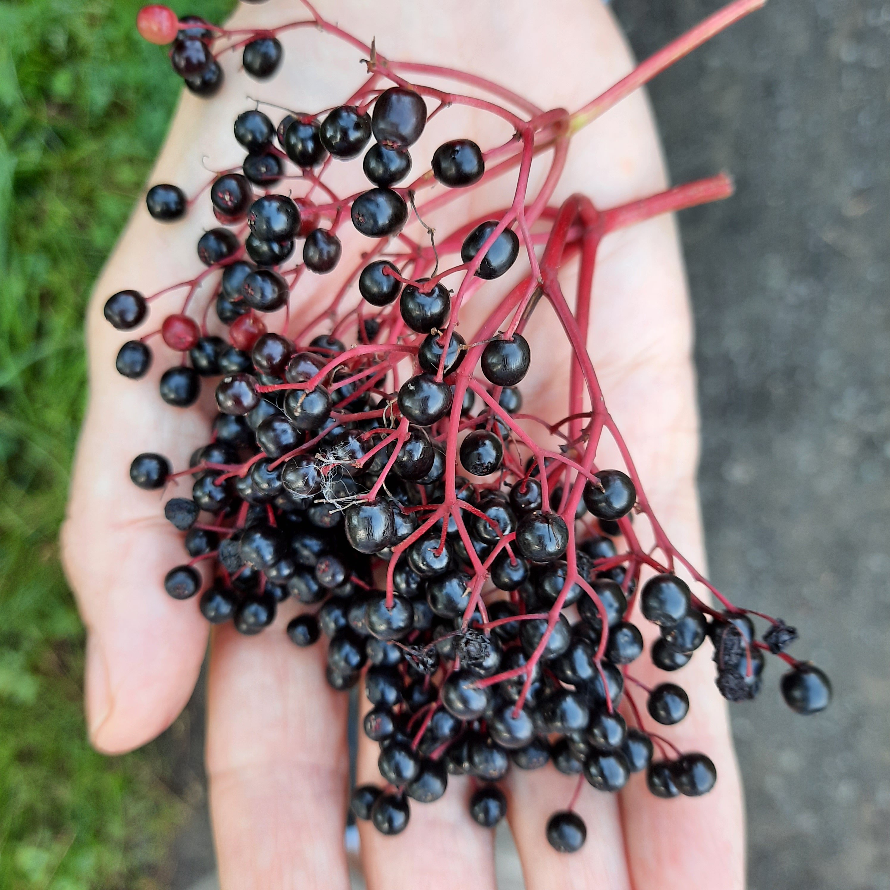 Elderberries
