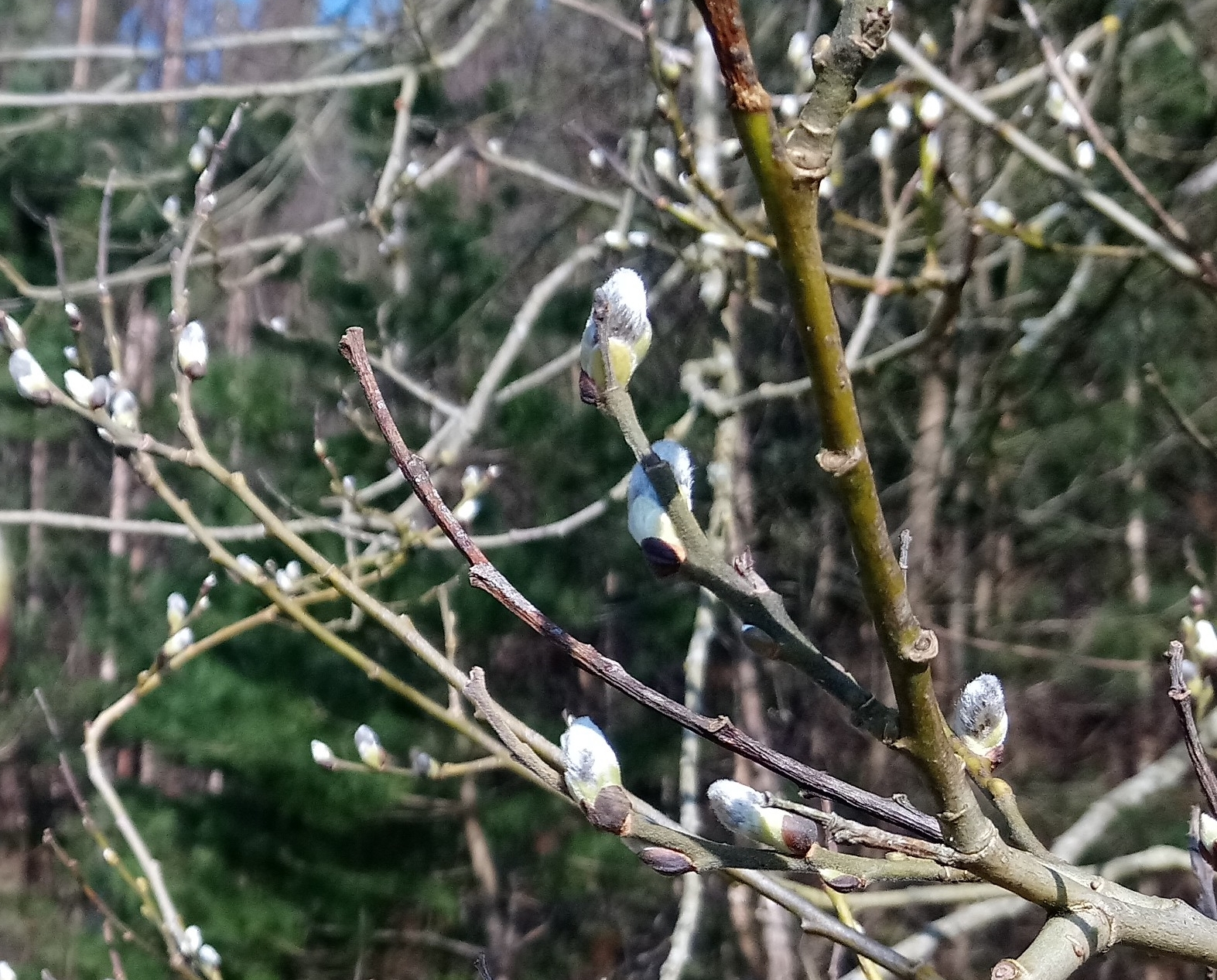Trees in bud along the Railway Paths in County Durham