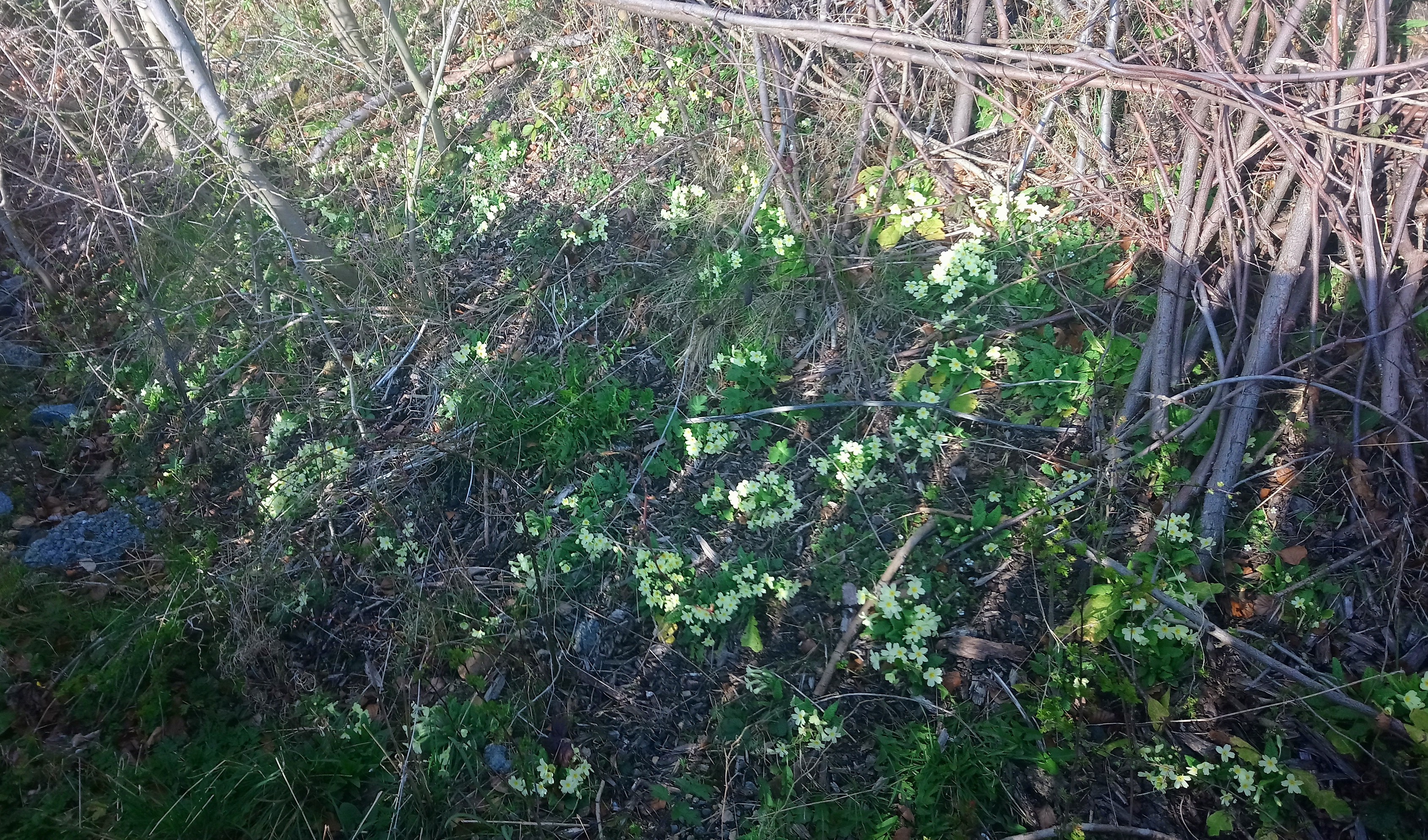 bank of primroses in County Durham