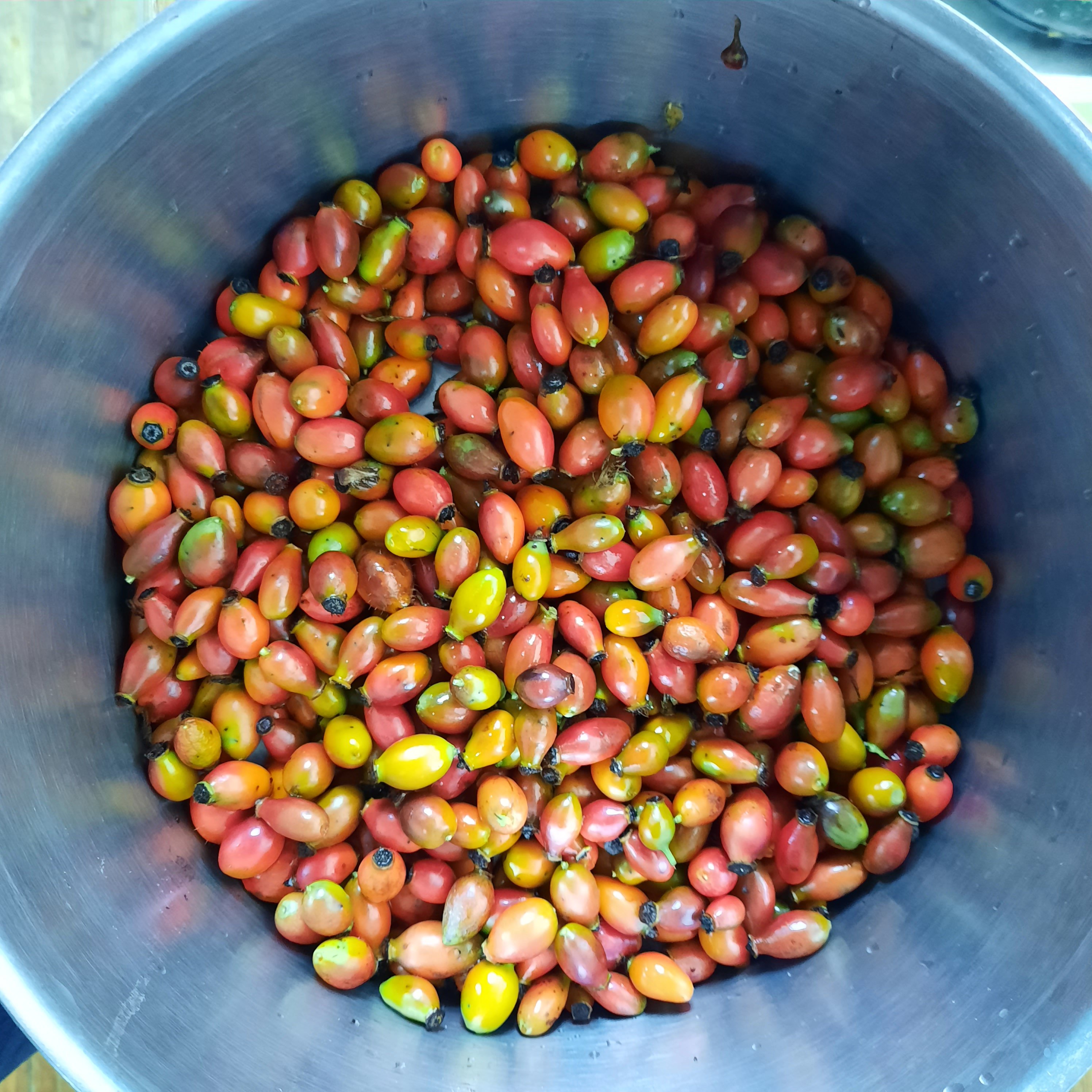 Rosehips simmering in a pan