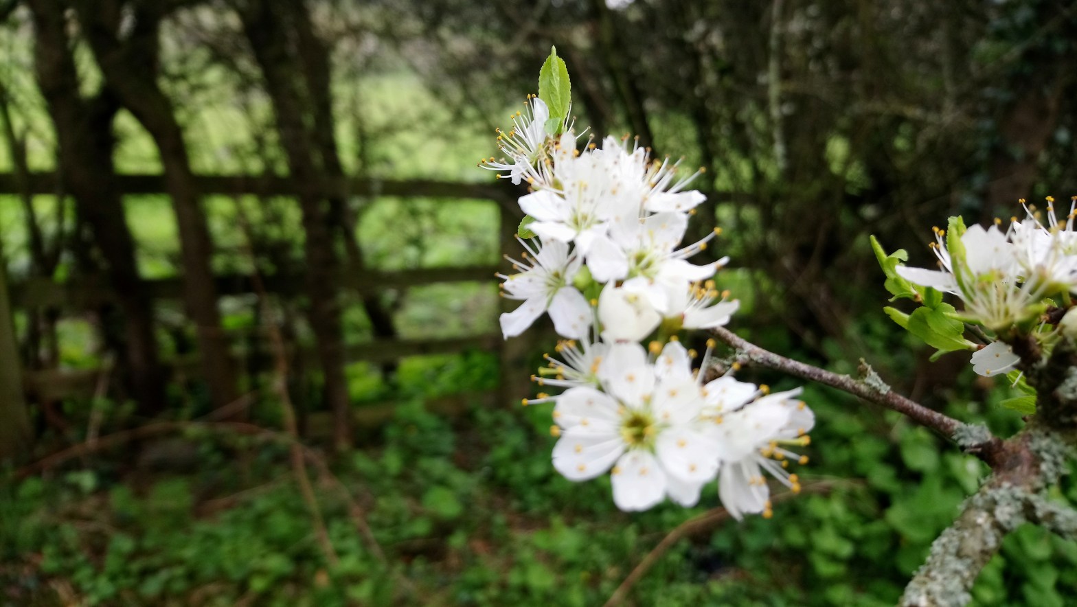 Cherry blossom beside the Railway Paths in County Durham