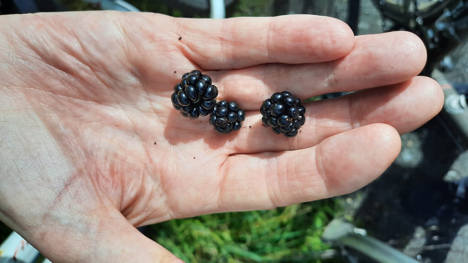 Blackberries