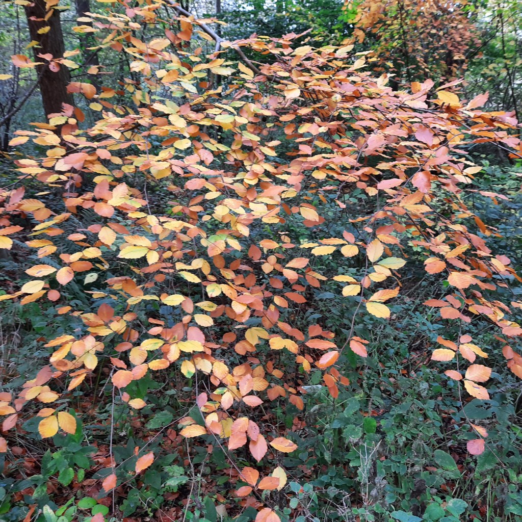 Beech leaves in autumn