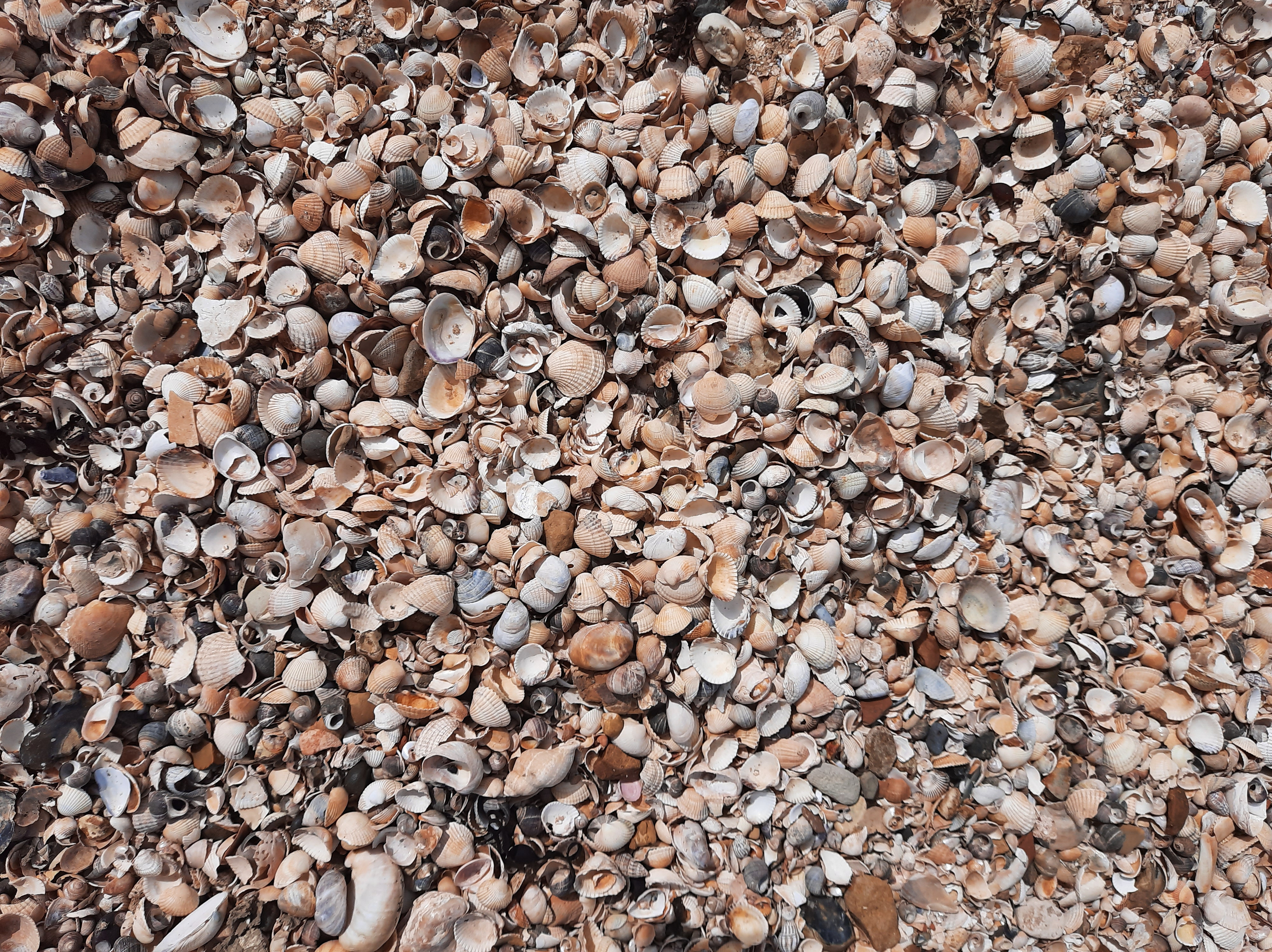 Shells on the beach at Bradwell-on-Sea
