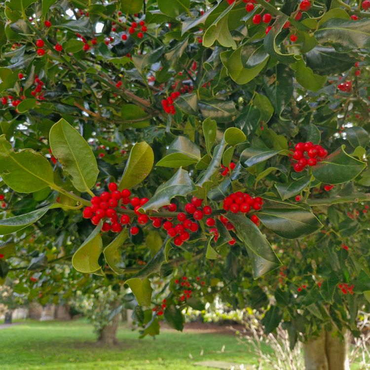 holly berries on a tree