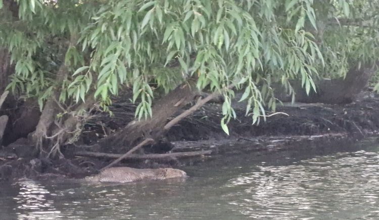 Beaver swimming in the river Stour in Kent, photo by Amanda Jane Ogden